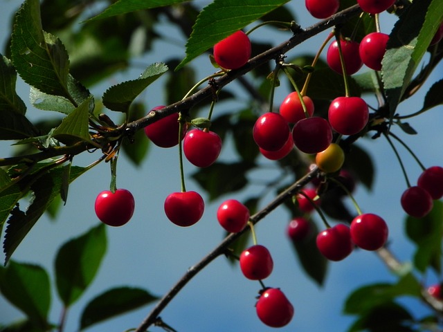 can dogs have cherries