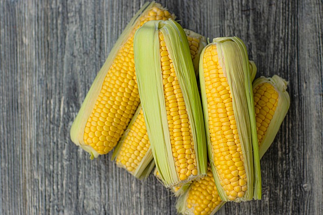 why can't we digest corn?