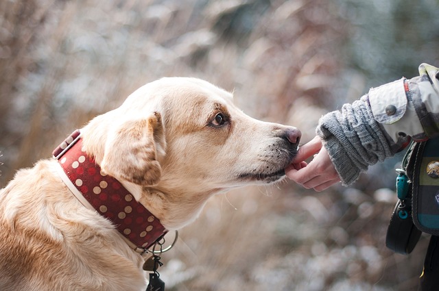 can dogs have cherries