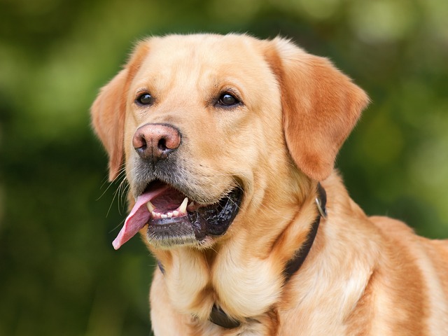 can dogs have cherries