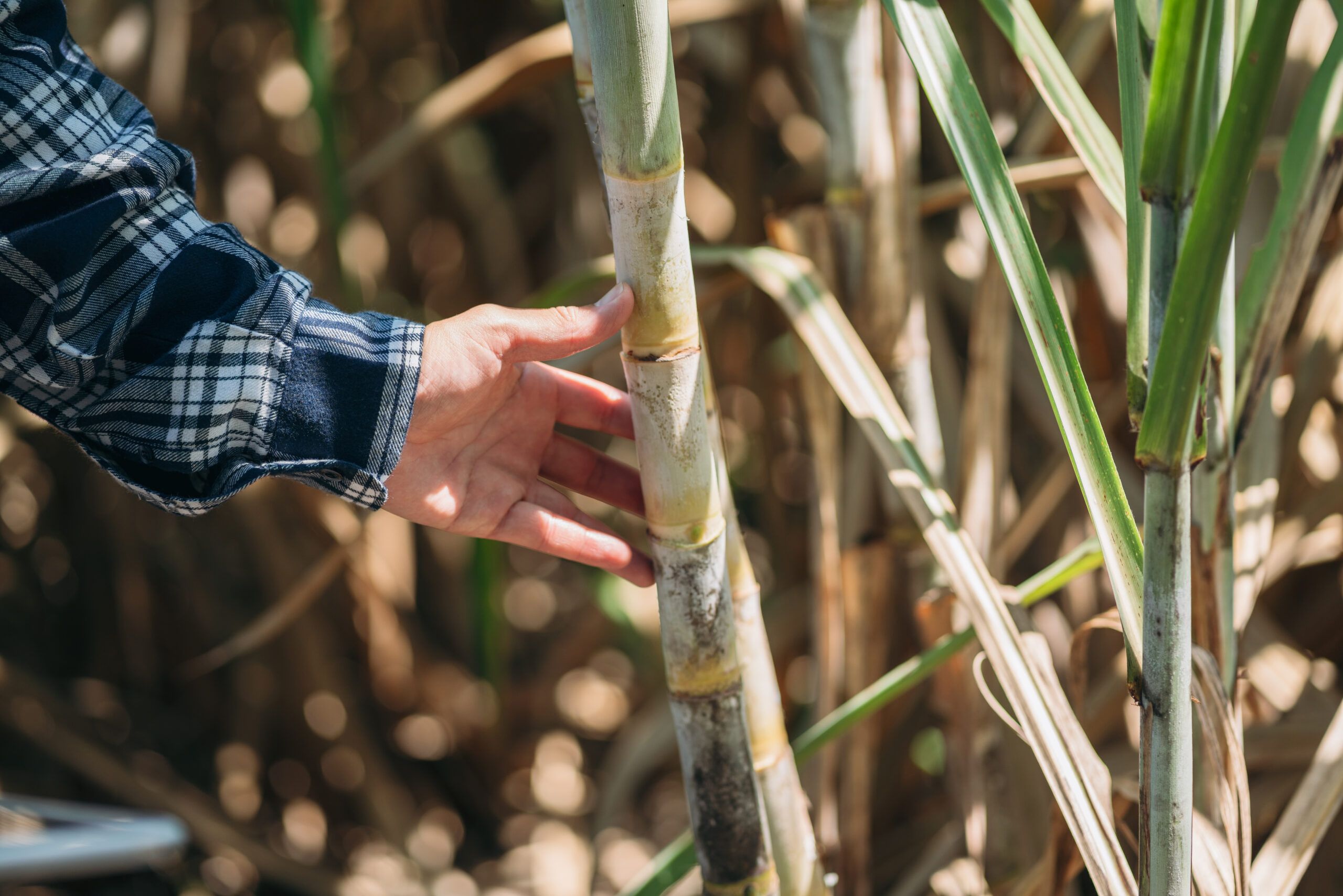 is sugarcane a fruit